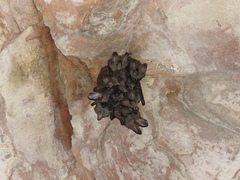 Chrotopterus auritus