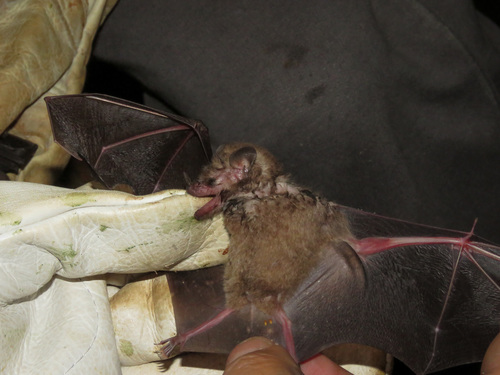 Tailed Tailless Bat