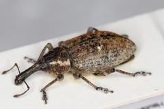 Lepyrus palustris