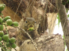 Sciurus aestuans ingrami