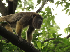 Alouatta caraya
