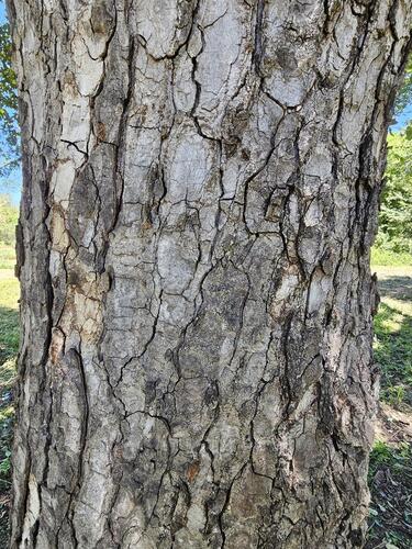 Sclerocarya birrea ssp. birrea