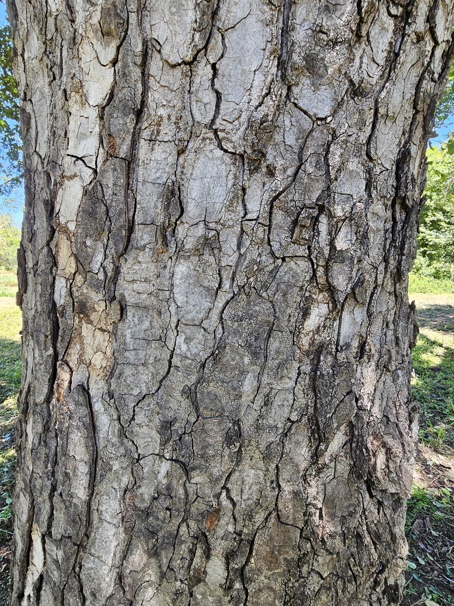 Sclerocarya birrea ssp. birrea