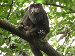 Alouatta caraya