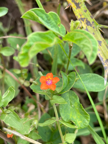 scarlet pimpernel