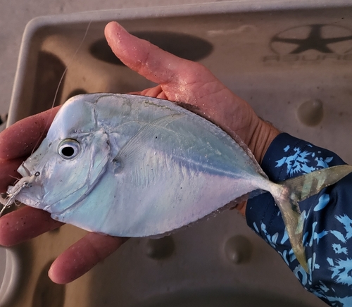 Atlantic moonfish (Selene setapinnis) — Carangidae — 5
