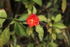 Leuenbergeria bleo