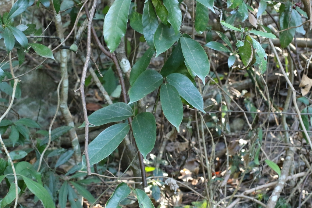 Mucuna birdwoodiana; photograph author not stated, no rights reserved