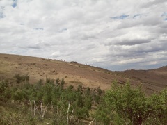 Cervus canadensis sibiricus