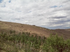 Cervus canadensis sibiricus