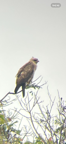 Wahlberg's Eagle
