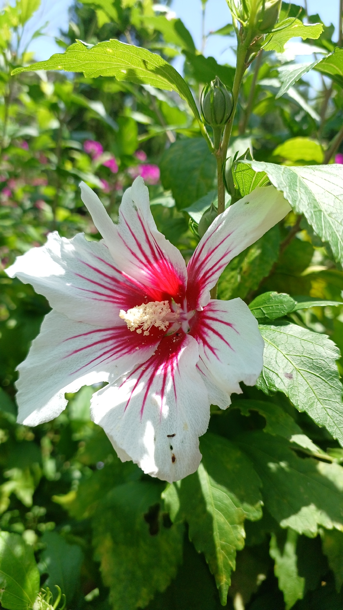 Hibiscus syriacus