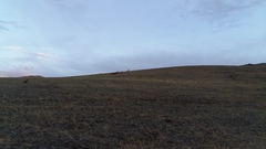 Cervus canadensis sibiricus