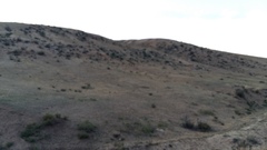 Cervus canadensis sibiricus