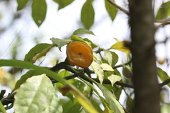 Leuenbergeria bleo