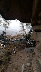 Cervus canadensis sibiricus