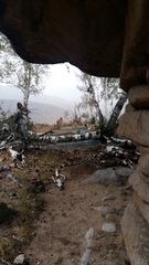 Cervus canadensis sibiricus