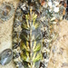 California Spiny Chiton - Photo (c) Robin Gwen Agarwal, some rights reserved (CC BY-NC)