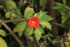 Leuenbergeria bleo