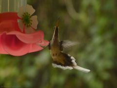 Phaethornis eurynome