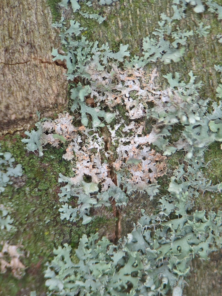 Erythricium aurantiacum · January 2026 · photo: © alexis_orion (iNaturalist, cc-by)