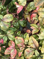 Pseudocercospora nandinae