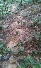 Elephantidae