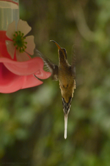 Phaethornis eurynome