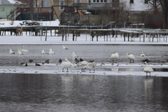 Cygnus columbianus columbianus