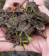 Lilaeopsis chinensis