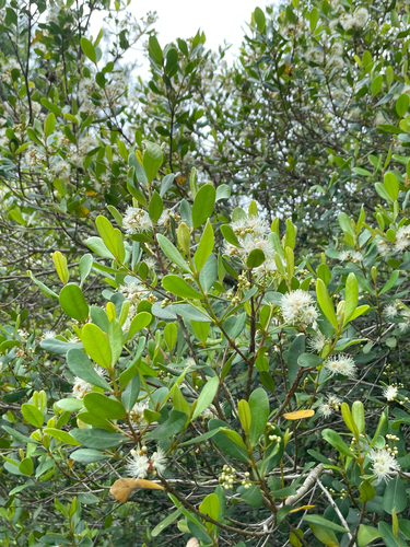Myrcia palustris