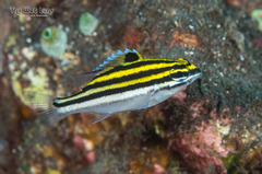 Two-Lined Monocle Bream photo 2