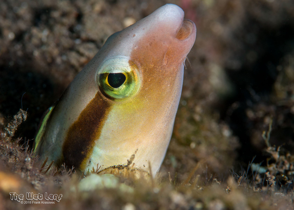 Floating Blenny
