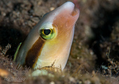 Floating Blenny photo 1