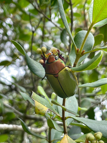 Pelidnota semiaurata