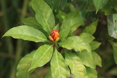 Leuenbergeria bleo