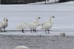 Cygnus columbianus columbianus