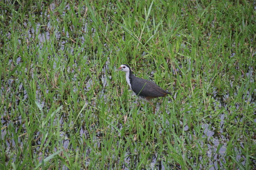 Amaurornis phoenicurus