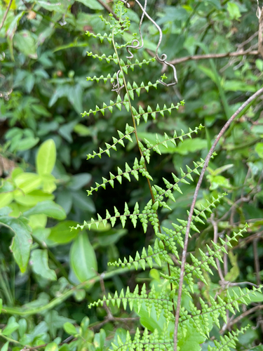 Argentine false maidenhair