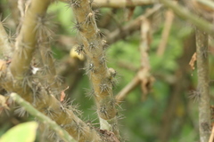Leuenbergeria bleo
