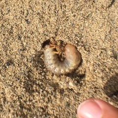 Pericoptus truncatus