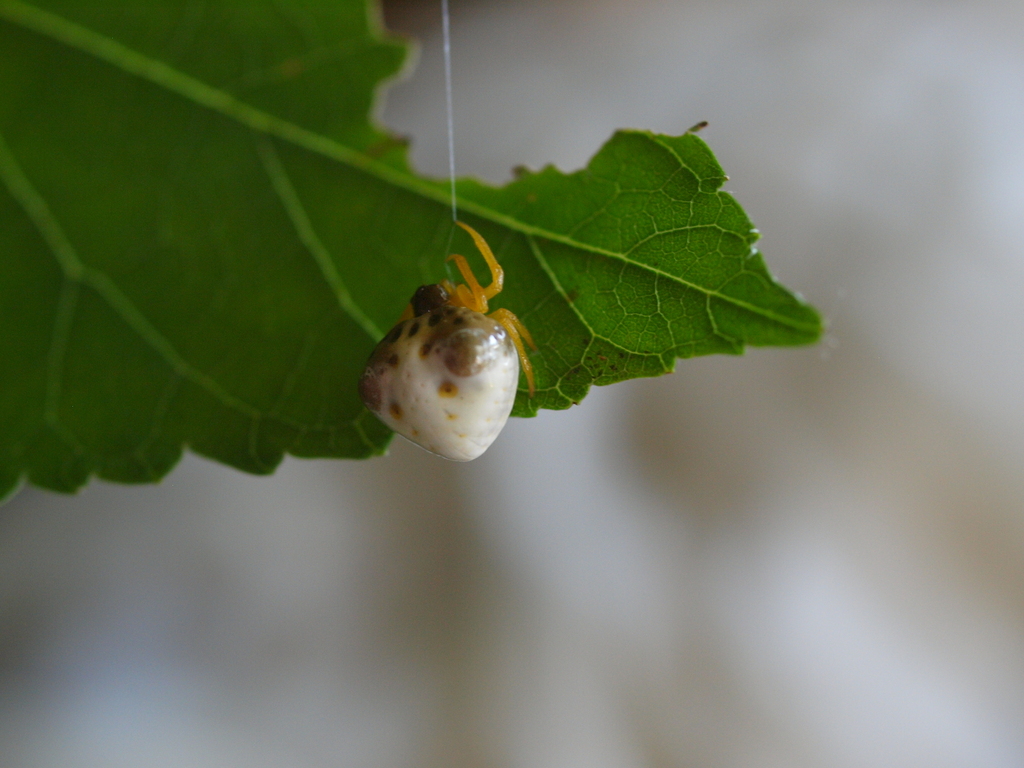 Lesser Bird-dropping Spider in August 2011 by Suzu Sato · iNaturalist