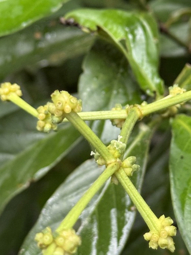 Chacruna