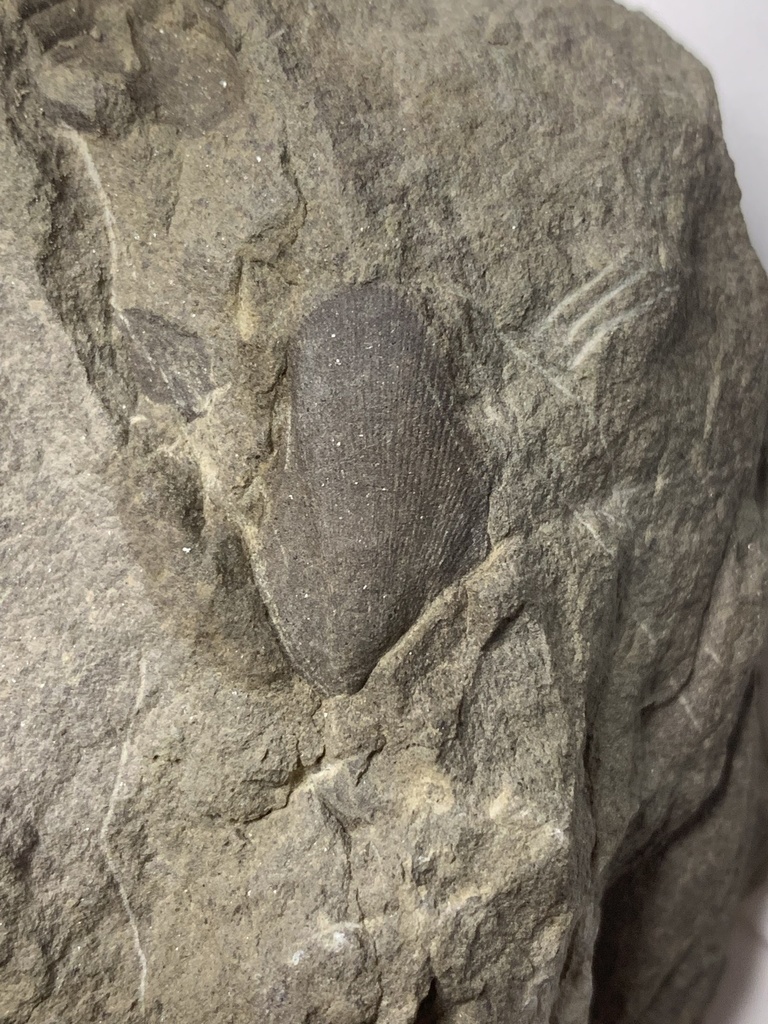 Brachidontes cowlitzensis
