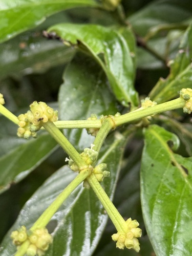 Psychotria viridis, photograph 2