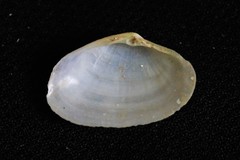 Mactrotoma antecedens