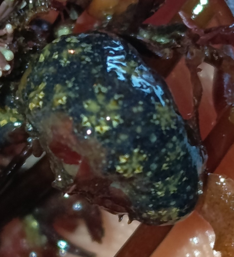 Botryllus schlosseri (Pallas, 1766)