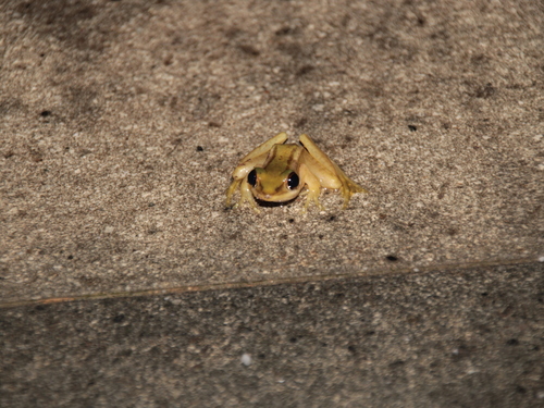 Hylarana erythraea