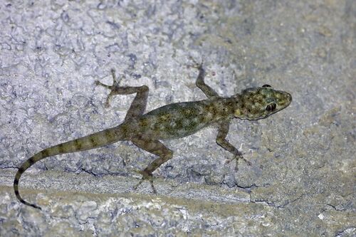 Yellow Fan-fingered Gecko