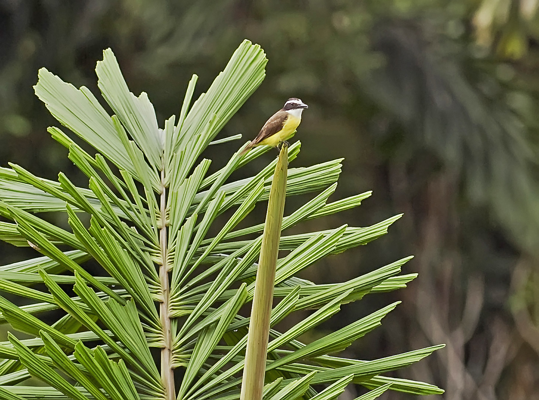 Lesser Kiskadee illustration